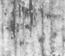 黑白照片中的树林

描述已自动生成