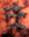 C:UsersjqhuangDesktop博士后報告翼城大河口西周墓地M1017-8铜簋盖内铭文.jpg